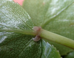 Scandia rosifolia
