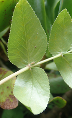 Scandia rosifolia