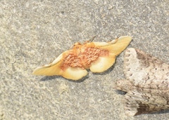 Pyrinioides sinuosus