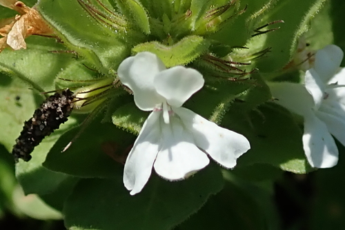 Image of Dyschoriste burchellii by no rights reserved