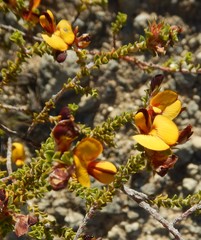 Pultenaea densifolia