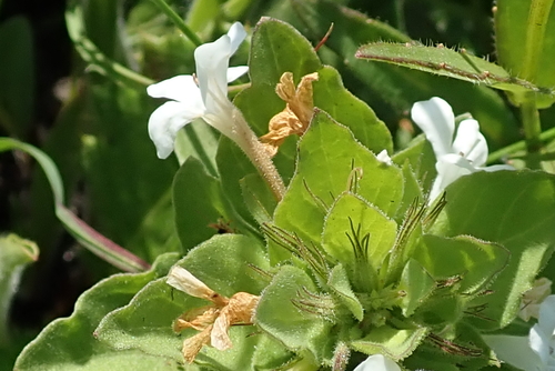 Image of Dyschoriste burchellii by no rights reserved