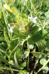 Dyschoriste burchellii