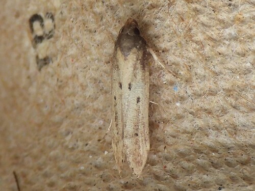 Scrobipalpopsis petrella