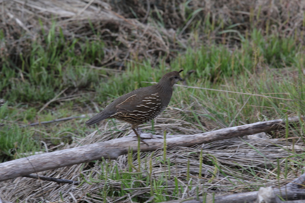 Coastal California Quail from Nelson, New Zealand on October 14, 2019 ...