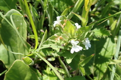 Dyschoriste burchellii