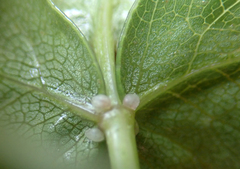 Scandia rosifolia