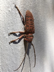 Cochliopalpus suturalis