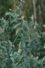 Buddleja dysophylla