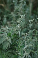Buddleja dysophylla