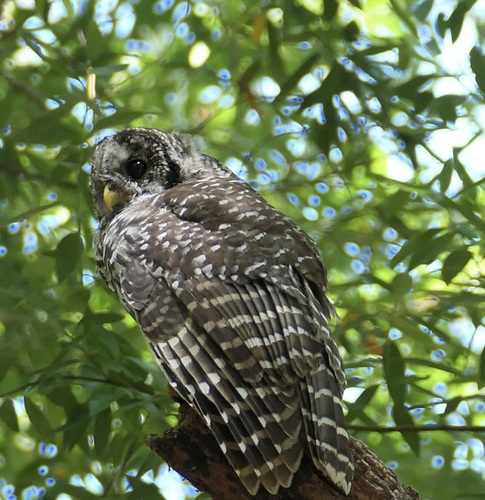 Barred Owl photographed in California