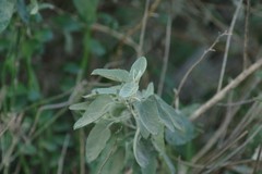 Buddleja dysophylla