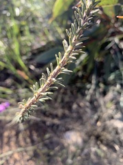 Gompholobium villosum