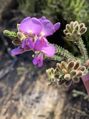 Gompholobium villosum