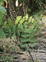Rhus javanica