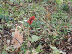 Arisaema serratum