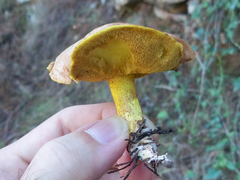 Suillus mediterraneensis