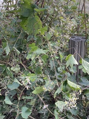 Clematis apiifolia