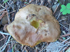 Suillus mediterraneensis
