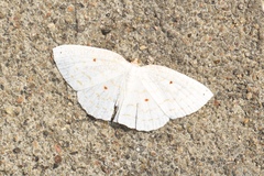 Geometridae