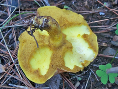 Suillus mediterraneensis