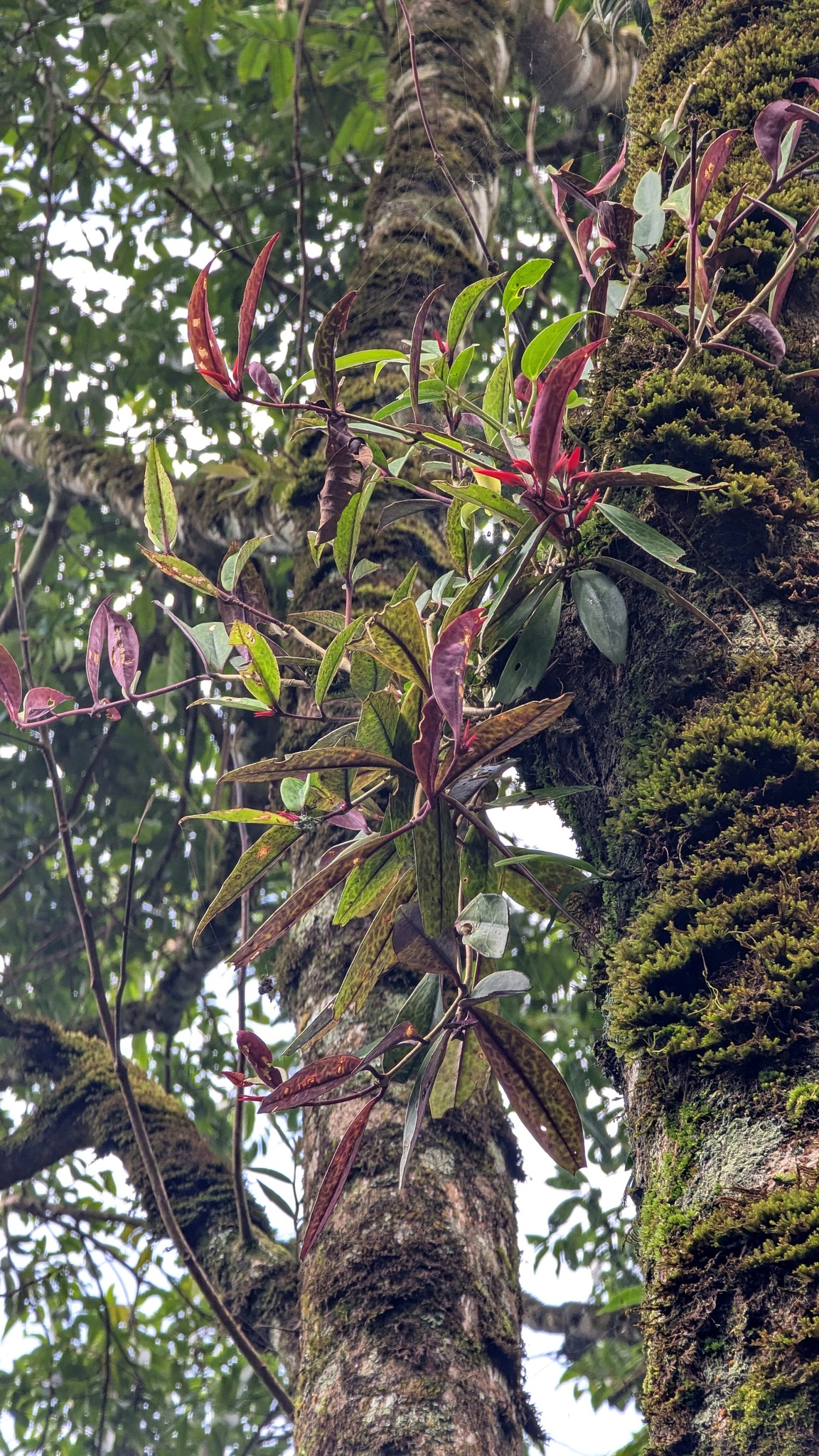 Aeschynanthus sinolongicalyx W.T.Wang