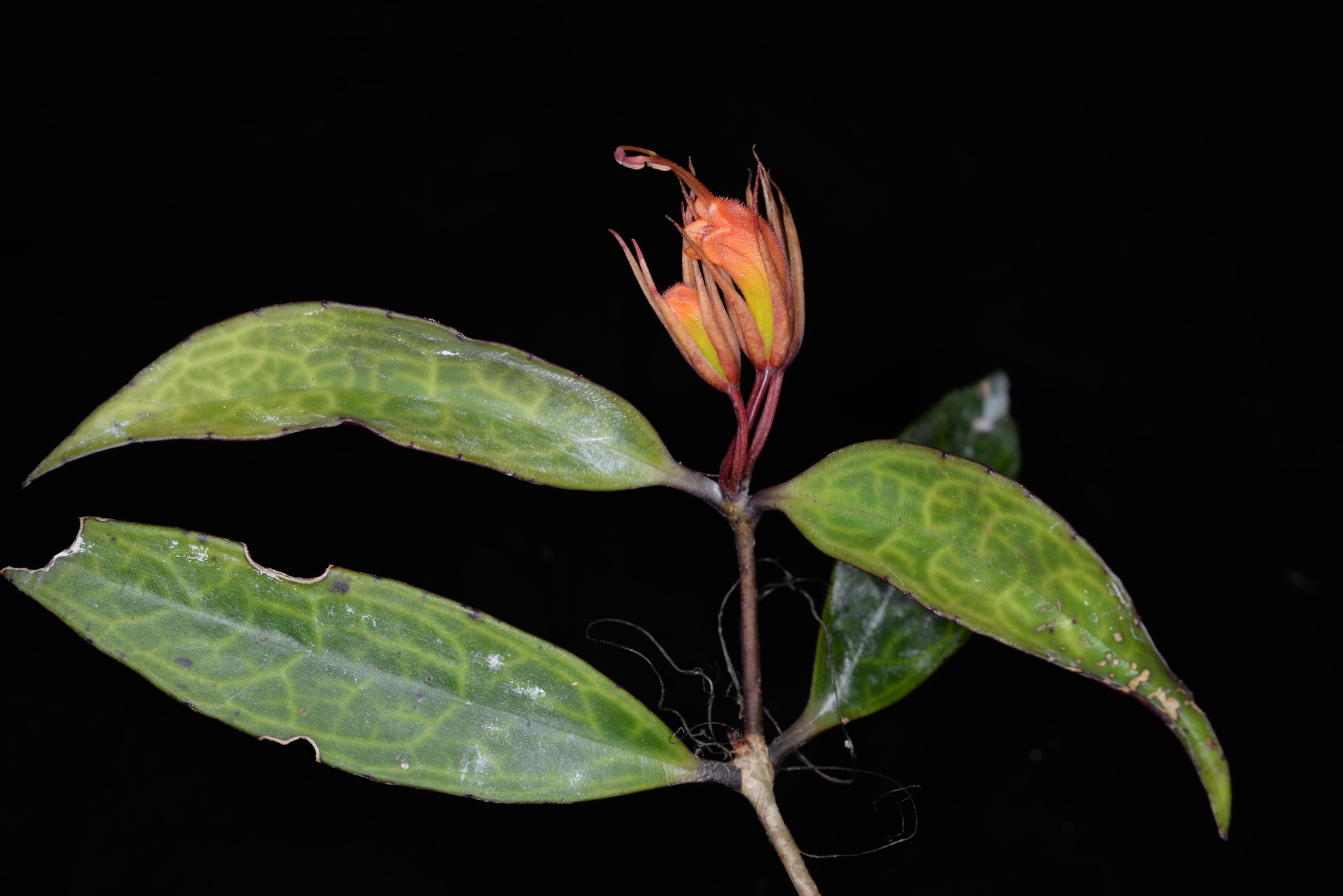Aeschynanthus sinolongicalyx W.T.Wang 2