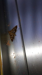 Sameodes cancellalis