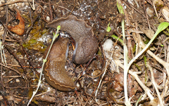 Tandonia sowerbyi