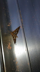 Sameodes cancellalis