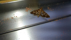Sameodes cancellalis
