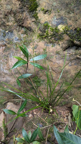 Carex teinogyna iNat (1)