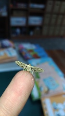 Sameodes cancellalis