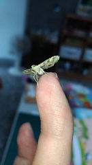 Sameodes cancellalis