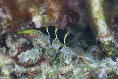 Paraluteres prionurus