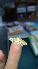 Sameodes cancellalis