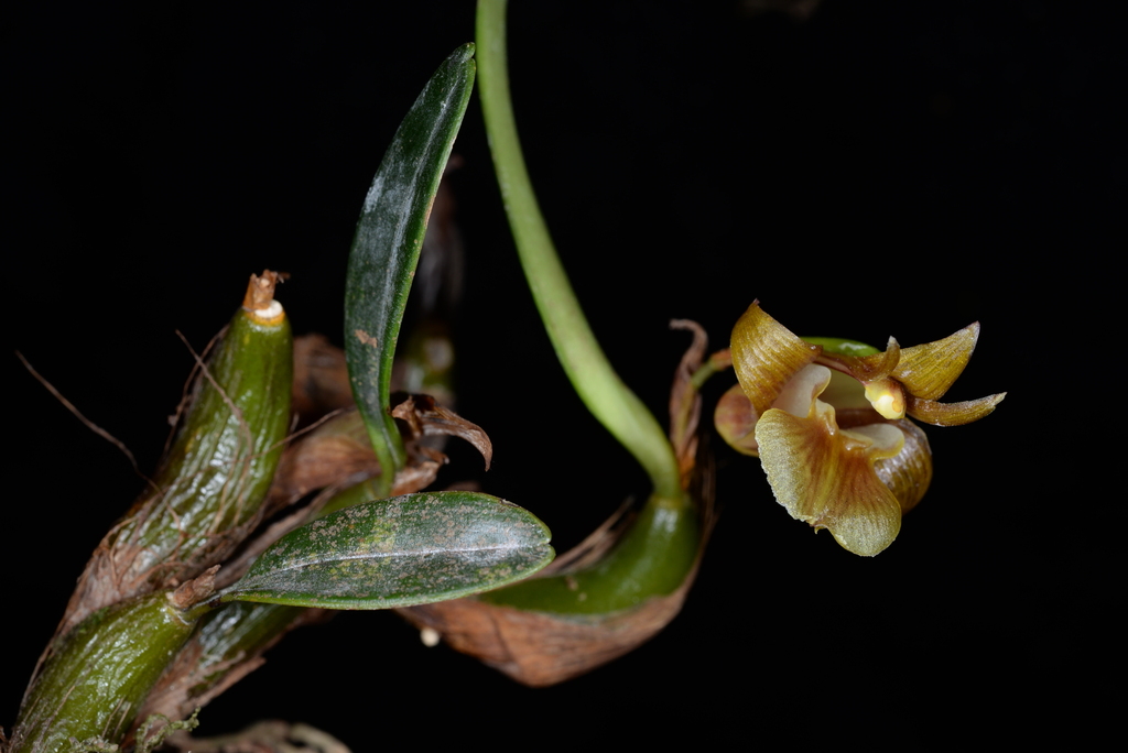 Dendrobium brunneum Schuit. & Peter B.Adams 2