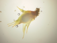 Microbryum floerkeanum