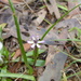 Wurmbea uniflora - Photo (c) Bernadette Lingham, some rights reserved (CC BY-NC), uploaded by Bernadette Lingham