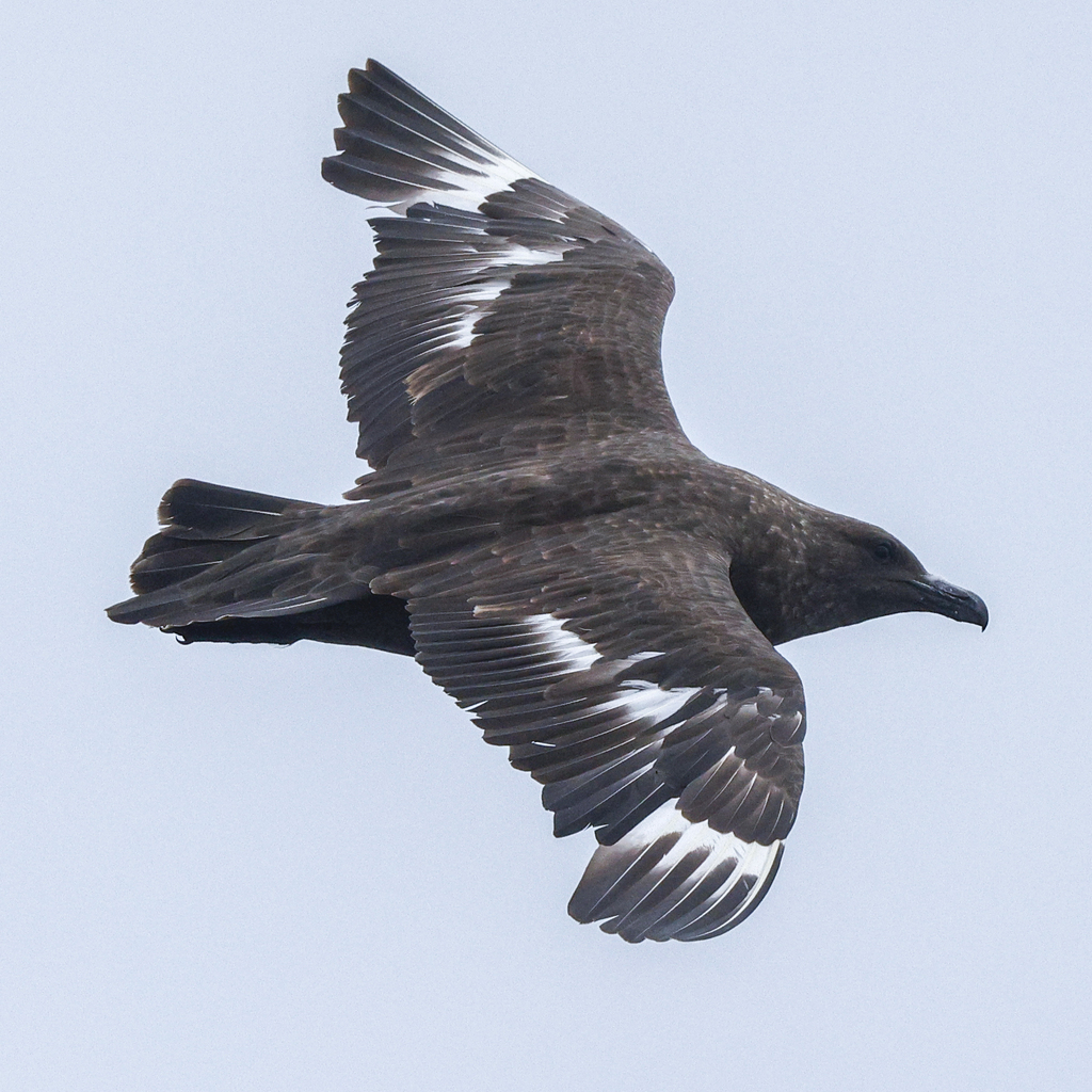 South Polar Skua