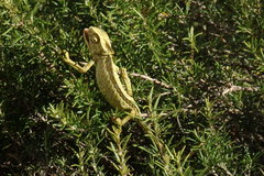 Chamaeleo chamaeleon chamaeleon