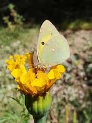 Colias erate