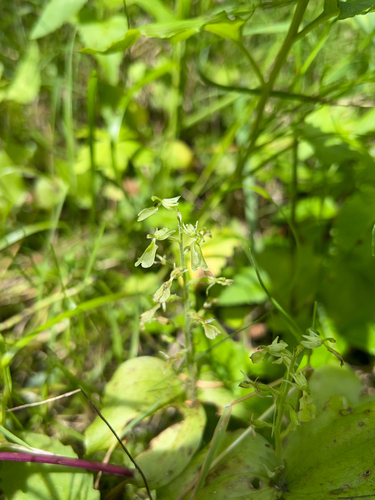 broadlipped twayblade (Listera convallarioides)