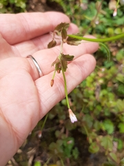 Epilobium rotundifolium