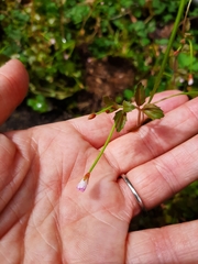 Epilobium rotundifolium