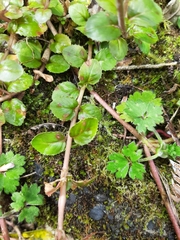 Epilobium rotundifolium