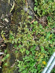 Epilobium rotundifolium