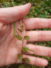 Epilobium rotundifolium