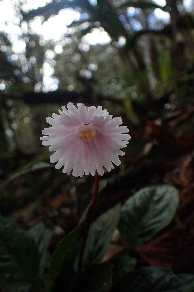 Shortia rotata (Shortia rotata)