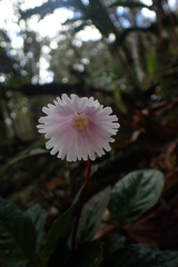 Shortia rotata
